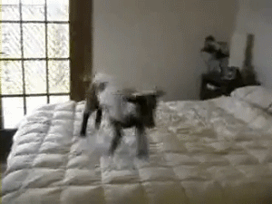Goat jumping on the bed
