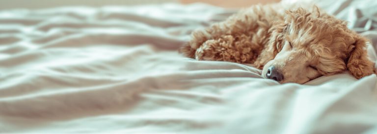 A cute poodle sleeping on owners own bed lying on bed sheets.