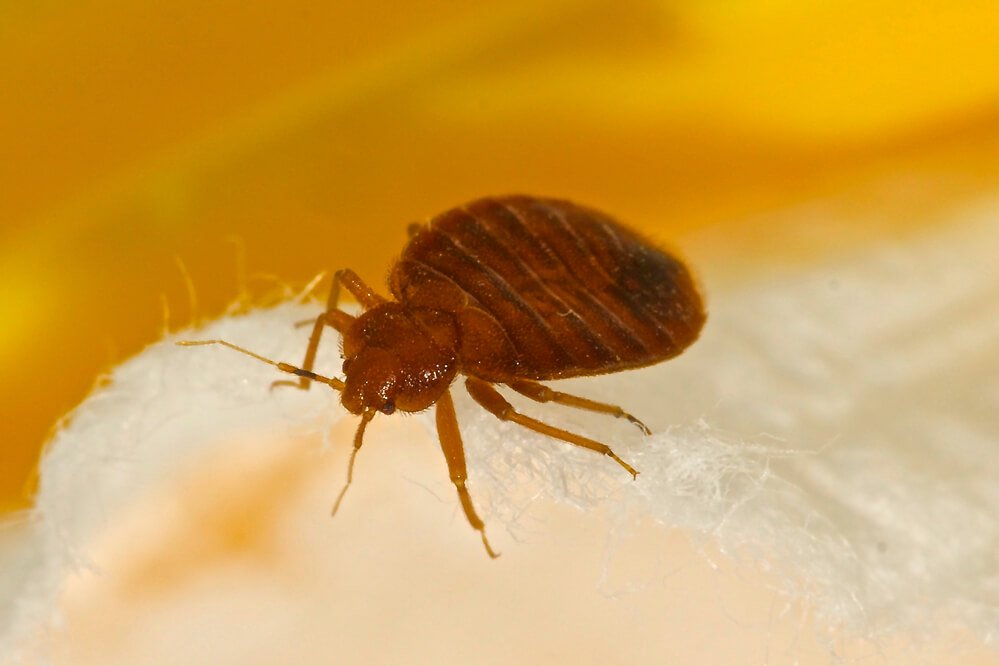 A close up of a bed bug in a mattress.