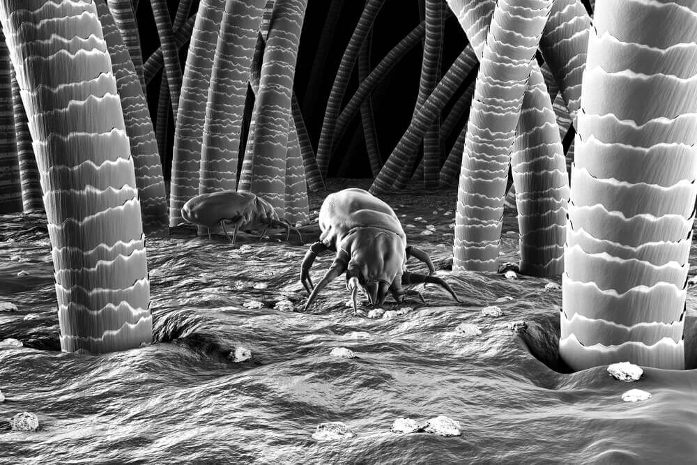 A close up of bed bugs dust mites in unclean bedding